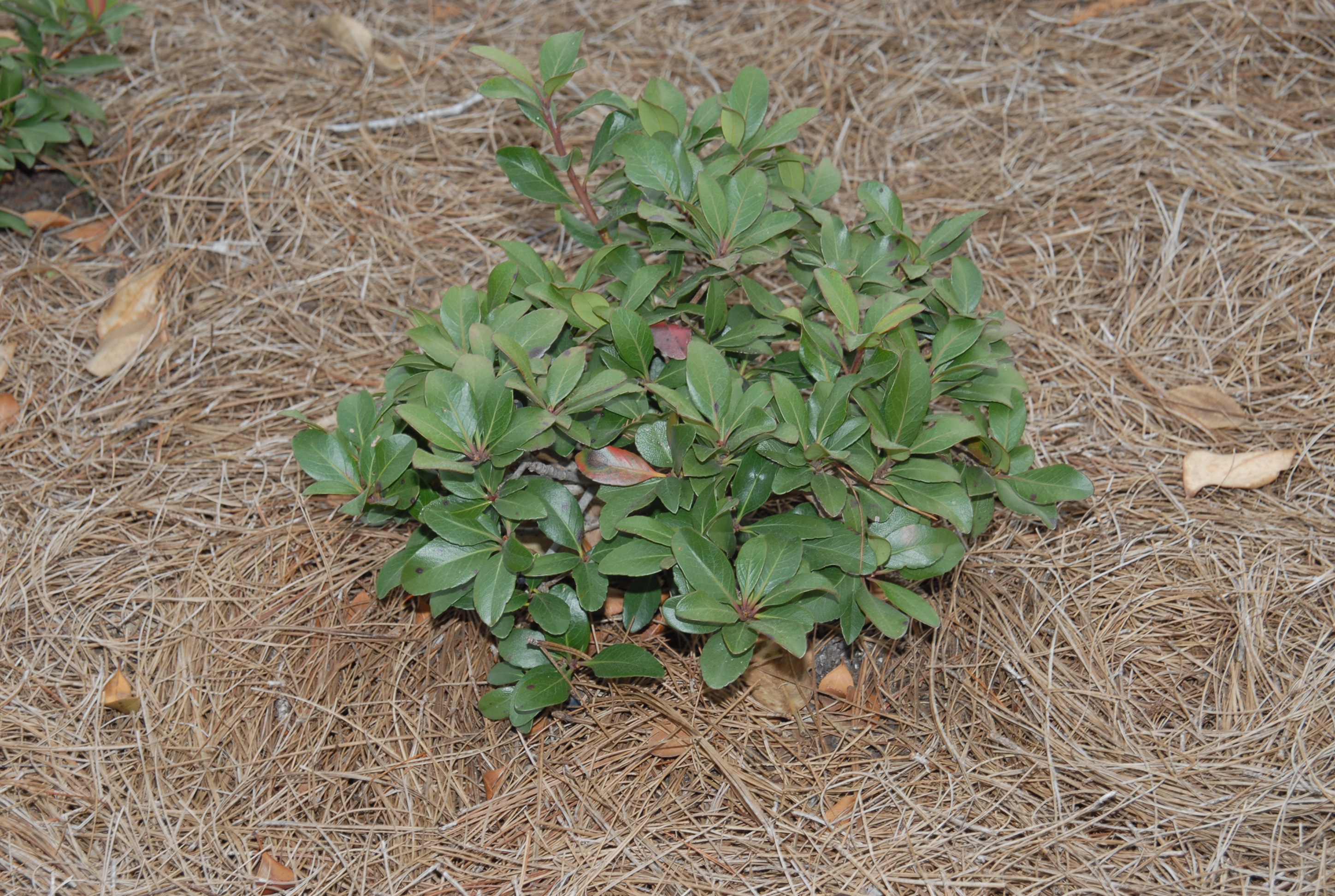 Make gardening easier with mulches