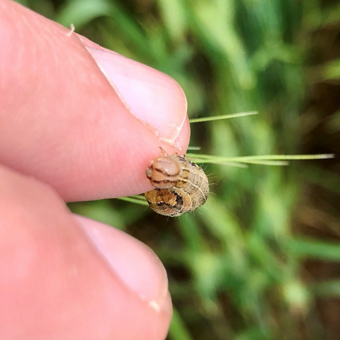 armyworm1png