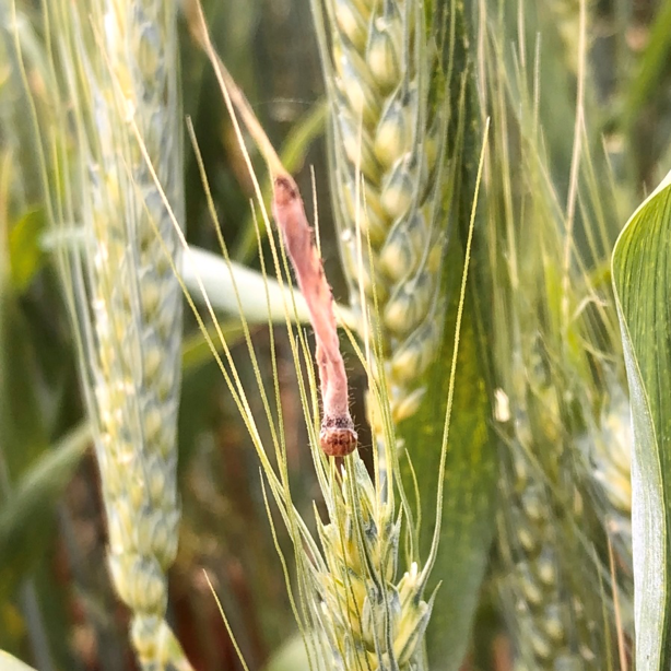 armyworm2png