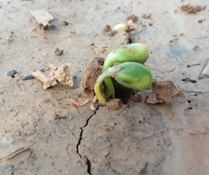 soybean1png