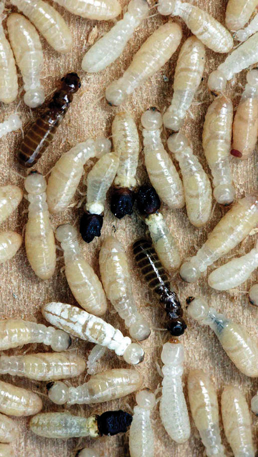 A closeup photo of all termite castes in a group on a piece of wood.