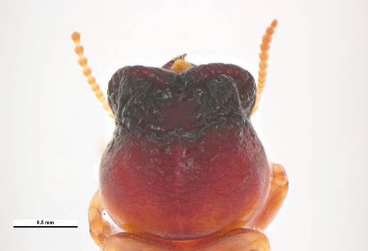 A closeup view of the dorsal side of a cryptotermes brevis soldier's head.