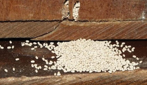 A sizeable mass of white fecal pellets, or frass, filling a channel in a cutaway view of wood.