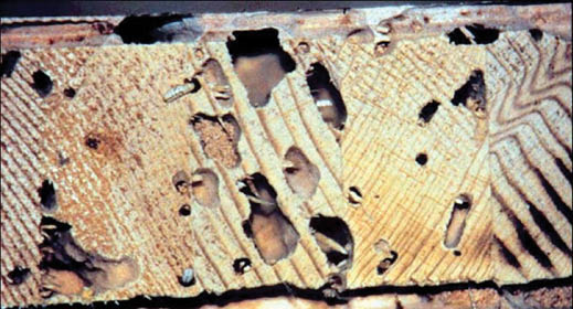 Numerous holes in a cutaway of wood indicating termite damage.