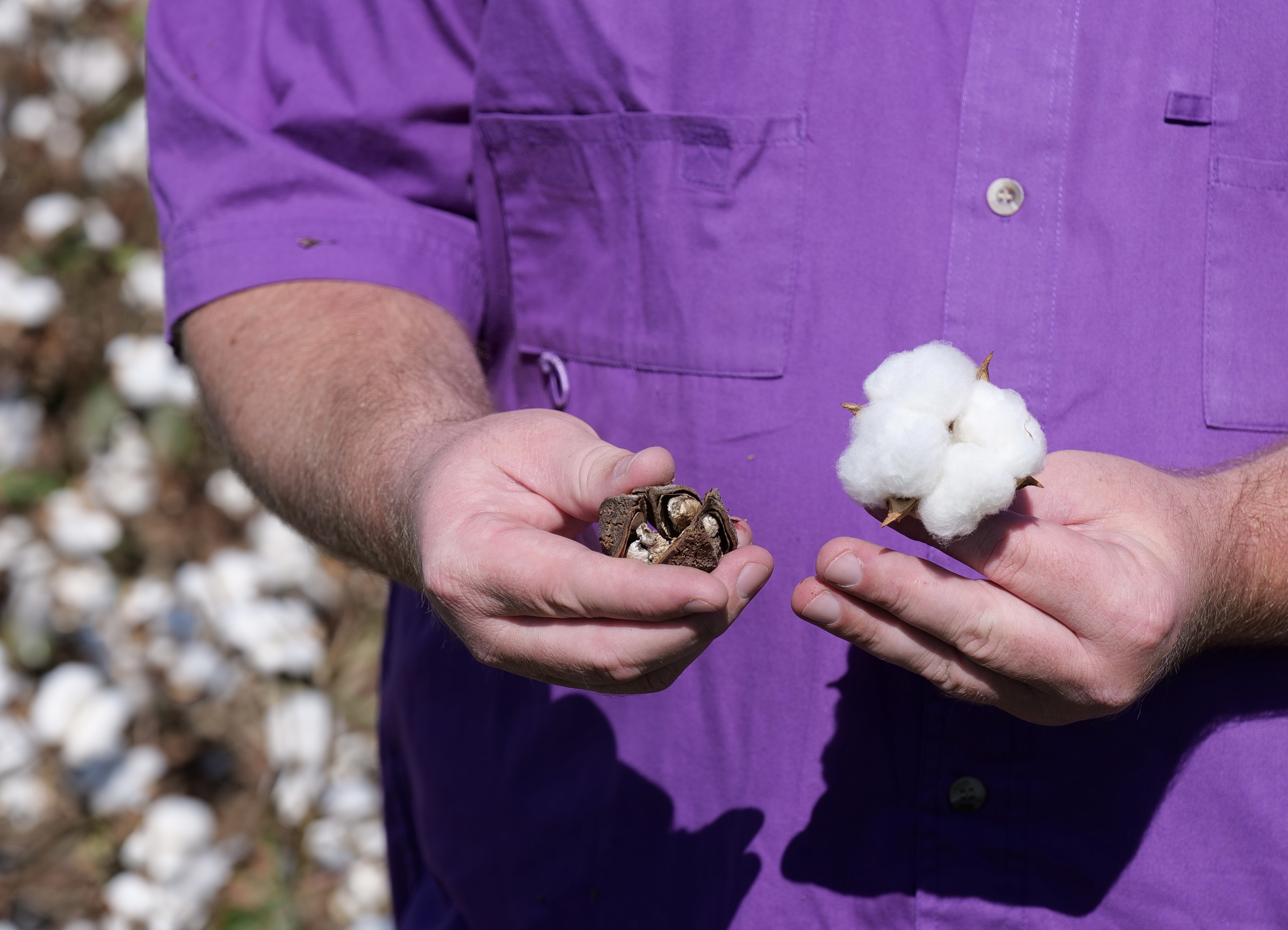Man holding cotton in his hand.