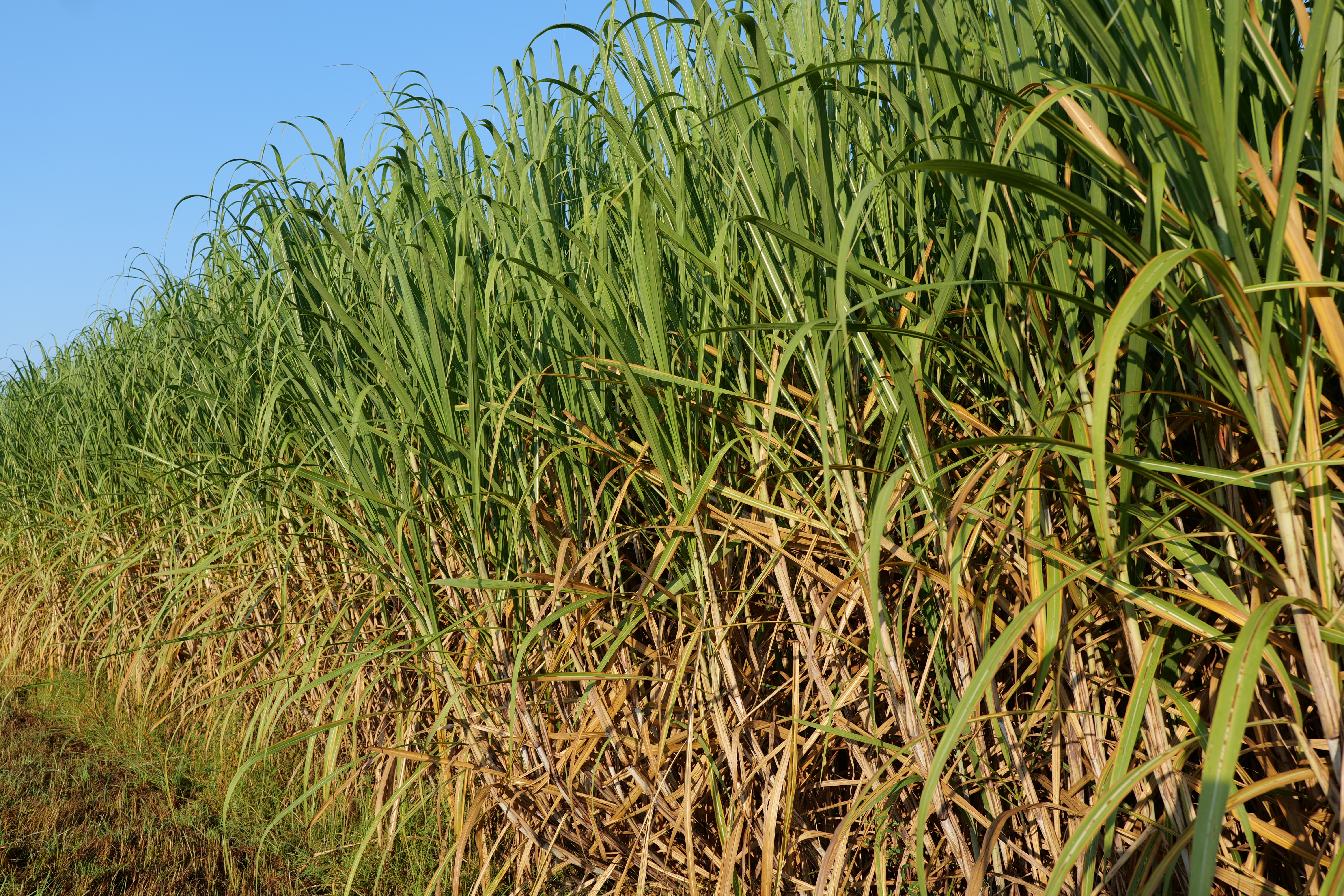 Field of soybeans.