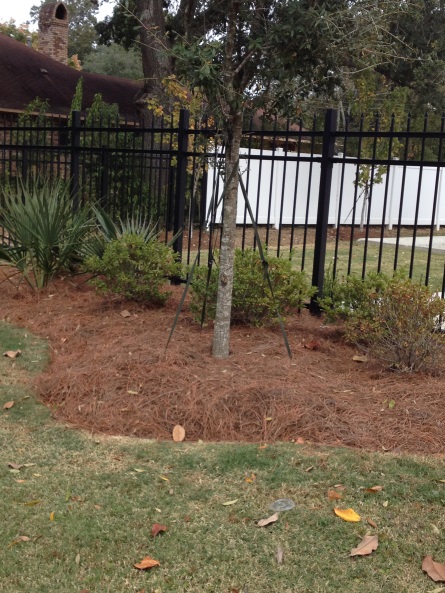 Fall is an Excellent Time to Plant Trees and Shrubs