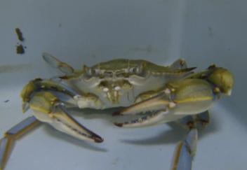 New bait could benefit La. crab shrimp industries