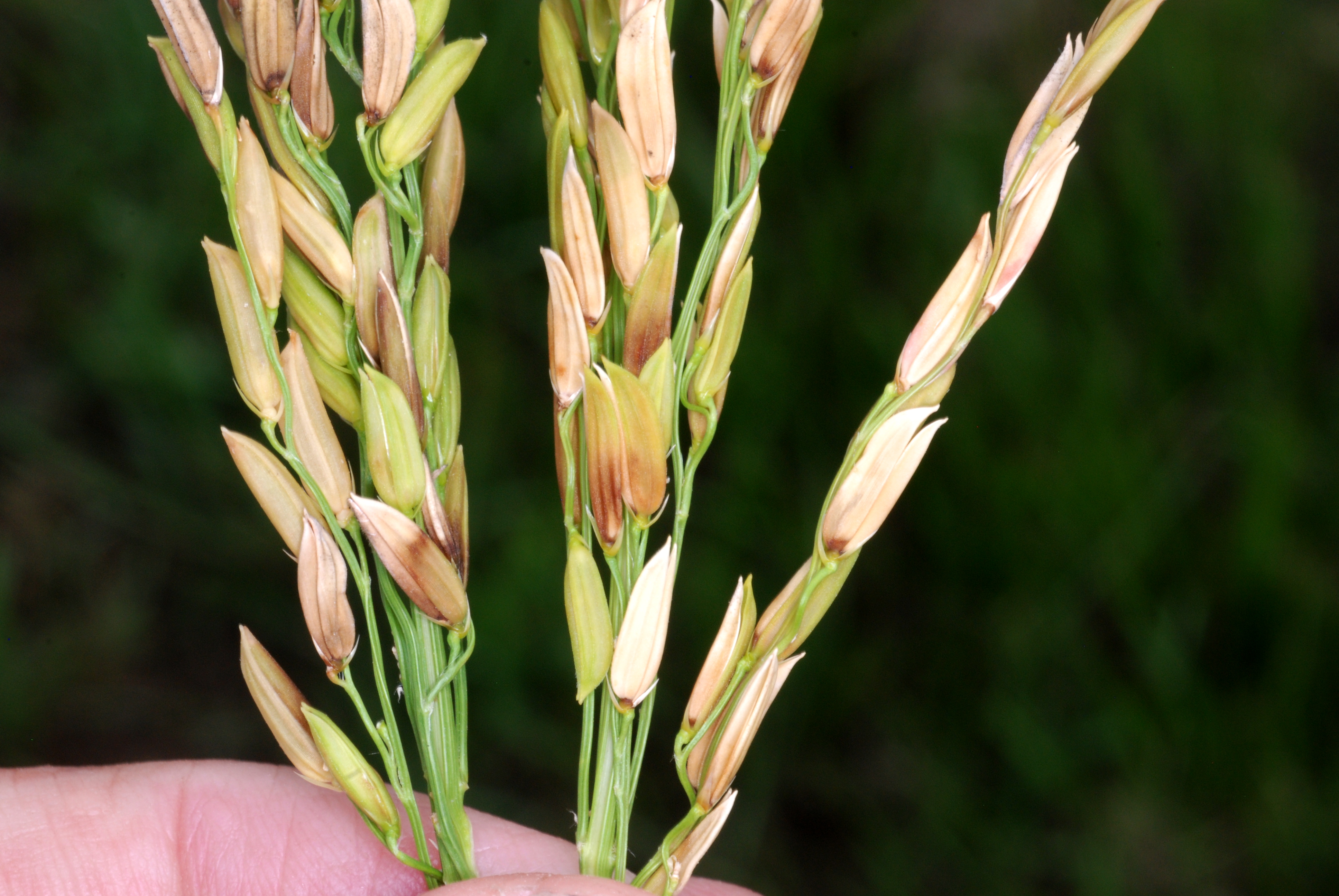 Characteristic Two Tone Discoloration Symptom