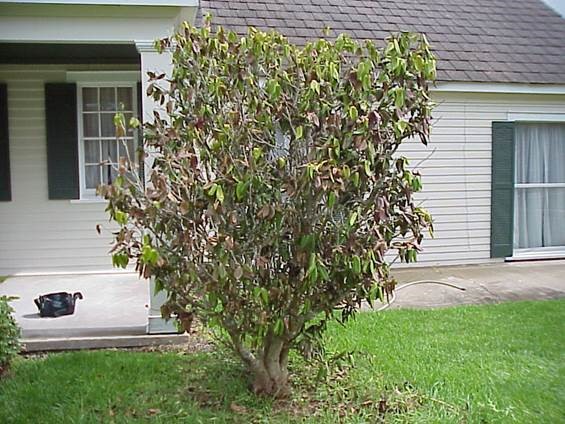 camelliajpg