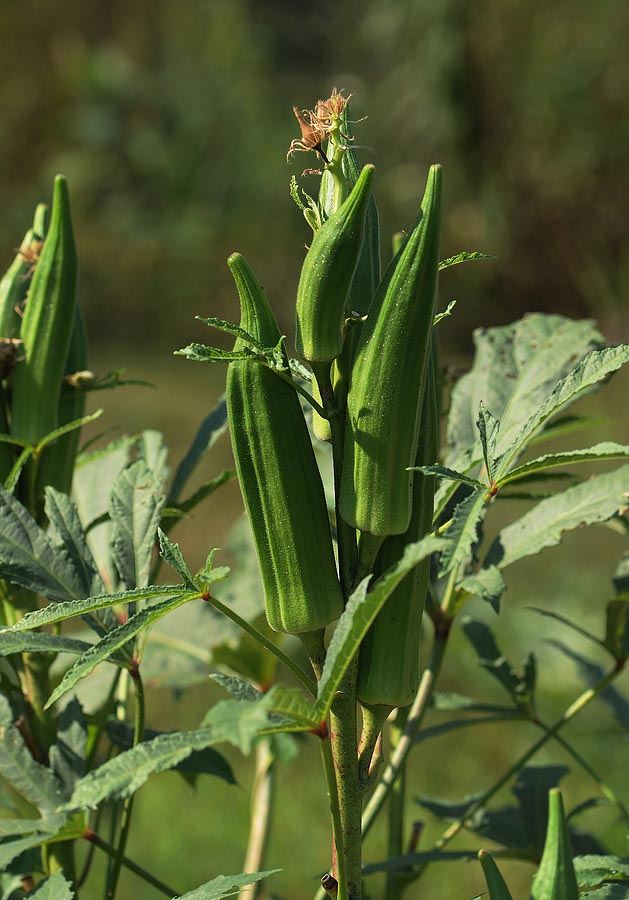 Okra-pods-on-plantjpg