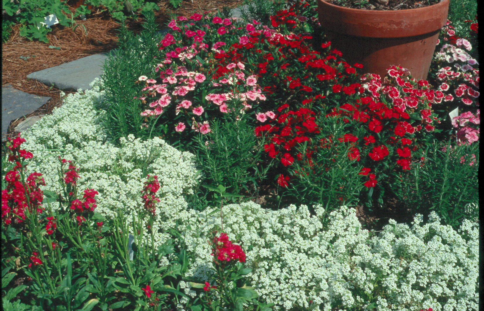 Use color effectively in the landscape