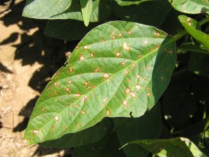 Frogeye Leaf Spot Prevalent in Louisiana Soybean