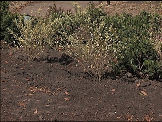 Replanting Storm-ravaged Landscapes Begins