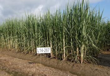 Sugarcane research helps produce new varieties