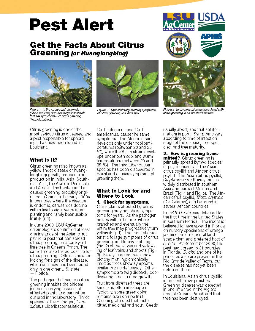 Get the Facts about Citrus Greening (or Huanglongbing)