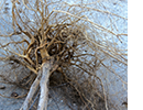 Tangled roots sprout from the bottom of a tree. 