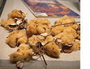 Brown cotton bolls lie on a table.