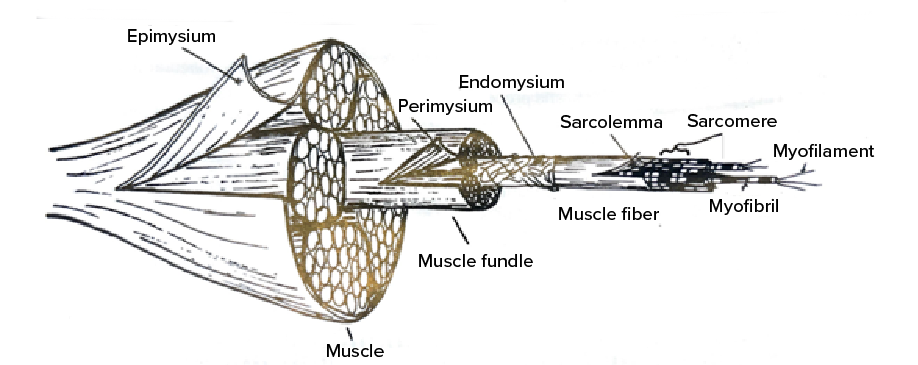 Diagrammatic representation showing the hierarchical structure of muscle from macroscopic bundles to microscopic components including epimysium, perimysium, endomysium, muscle fiber, sarcolemma, sarcomere, myofilament, and myofibril.



