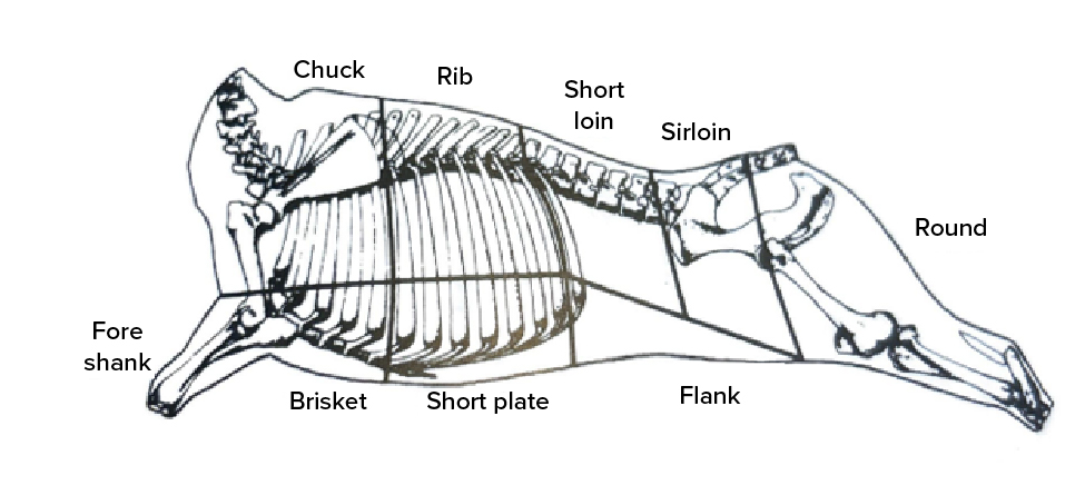 A labeled diagram of a cow carcass skeleton showing different meat cuts including chuck, rib, short loin, sirloin, round, fore shank, brisket, short plate, and flank.



