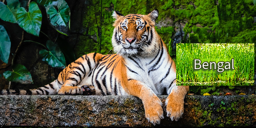 Bengal.png thumbnail
