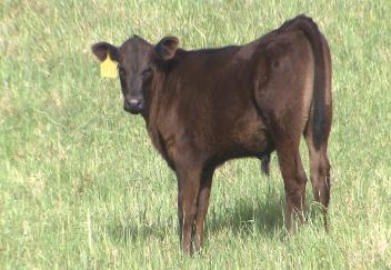Beef prices are continuously  rising in Louisiana