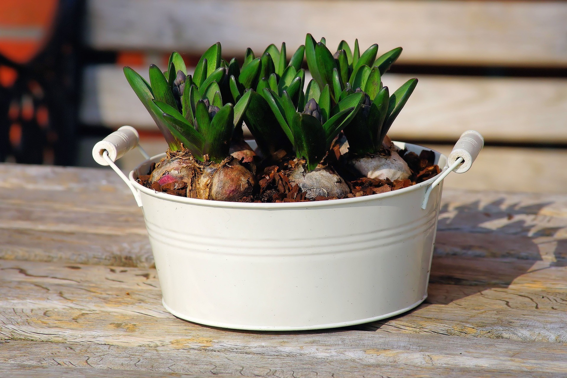 Underground Gardening