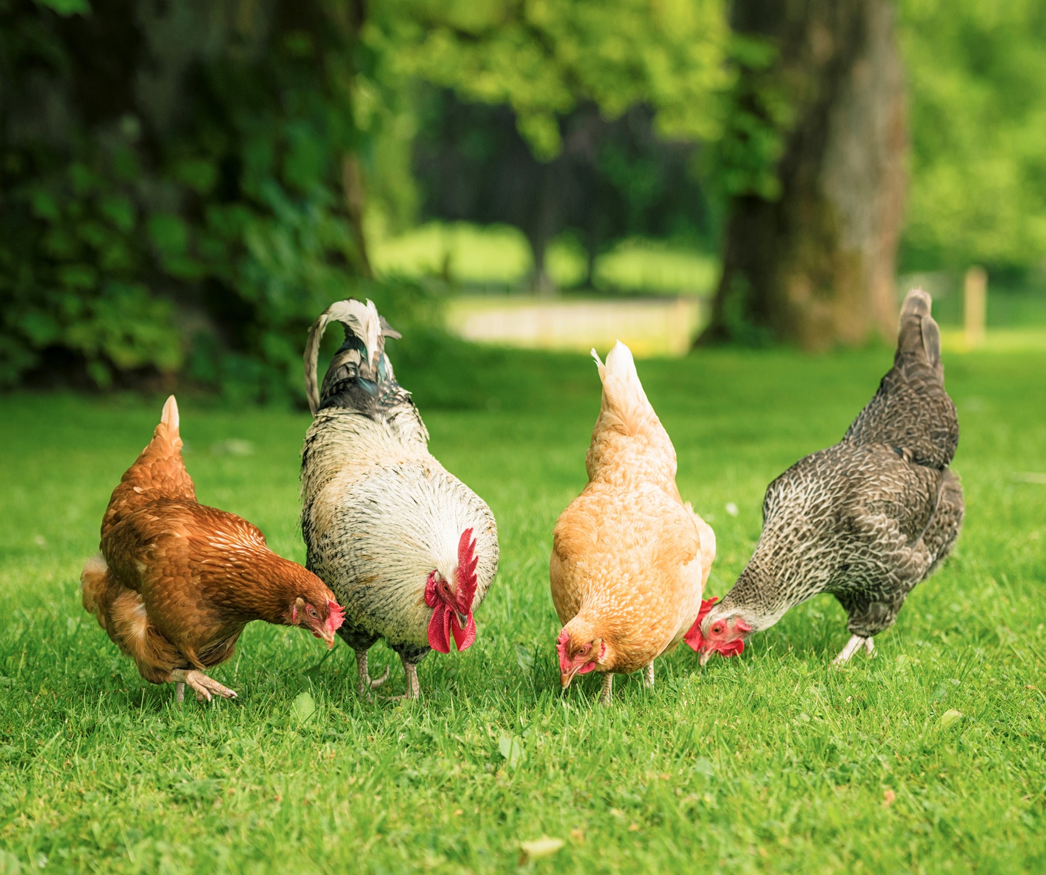 chickens.jpg thumbnail