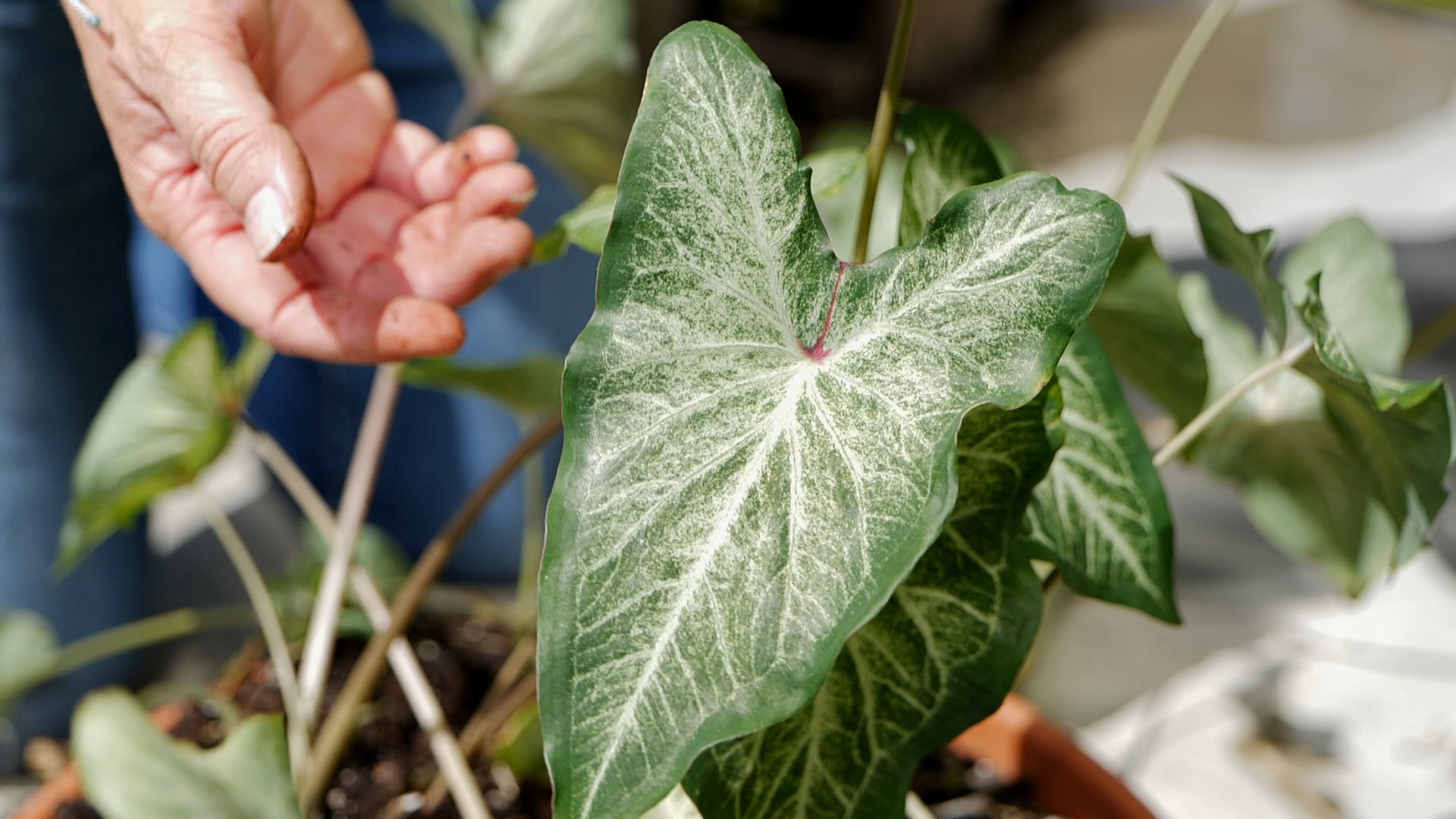 Get It Growing: How to harvest caladium bulbs 