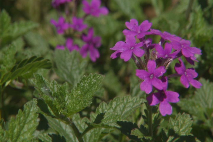 Super Plant Homestead Purple verbena is best planted in fall