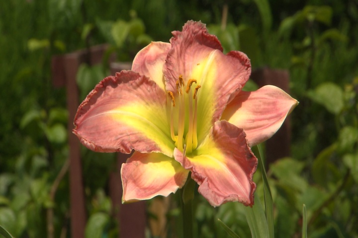 Day lilies are low-care summer favorites