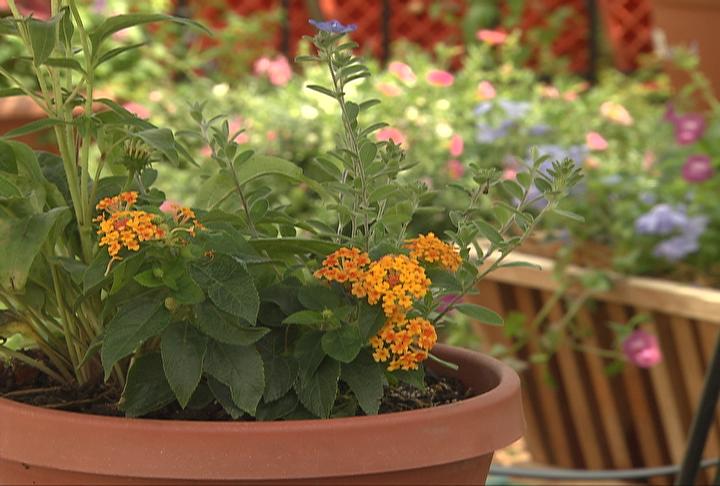 Combine plants in containers for nice effect