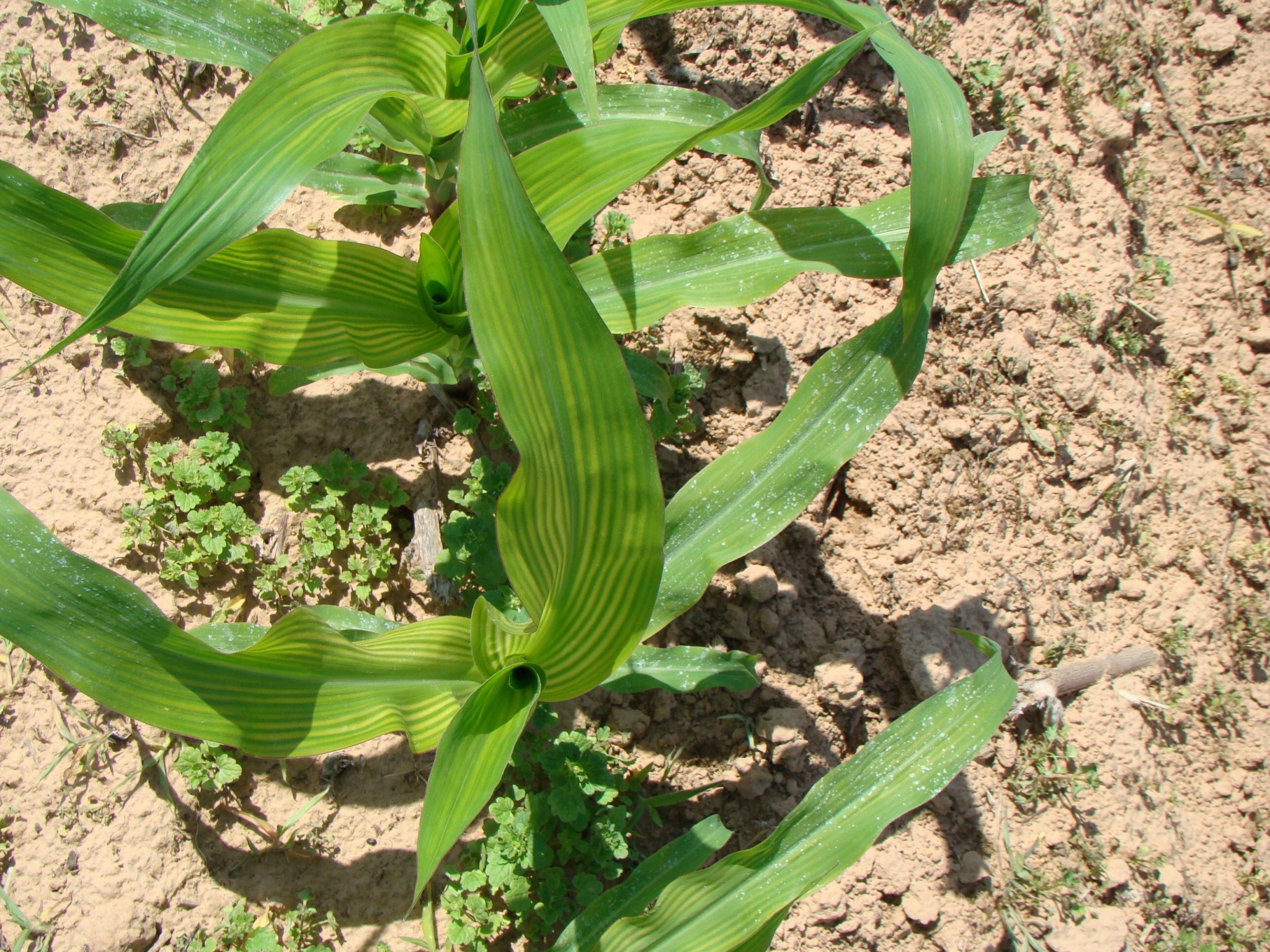 Zinc Deficiency in Corn: Post-Planting Analysis