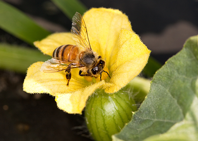 Here are Some Reasons that Vegetables Produce Flowers but Not Fruit
