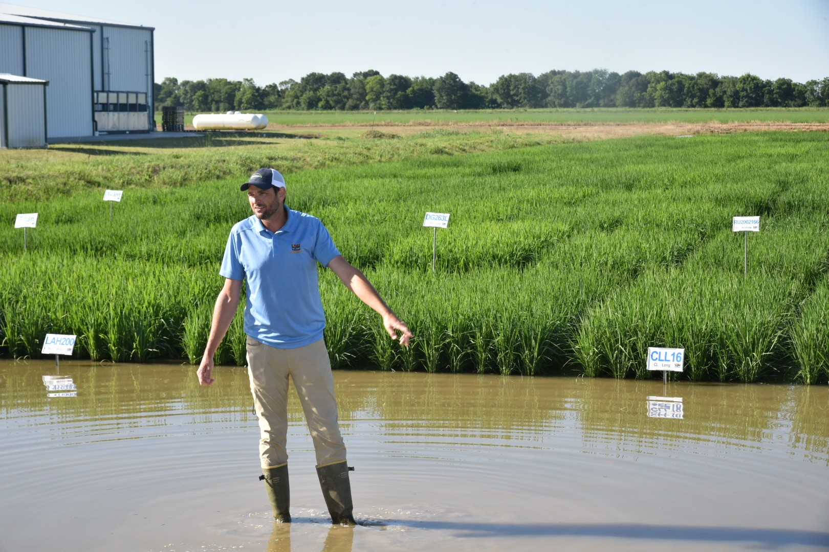  LSU AgCenter rice breeding program progresses new varieties, monitors PVL03