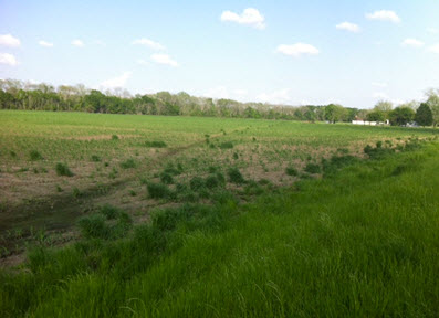 Ryegrass Management: Scout Now for Fall Control