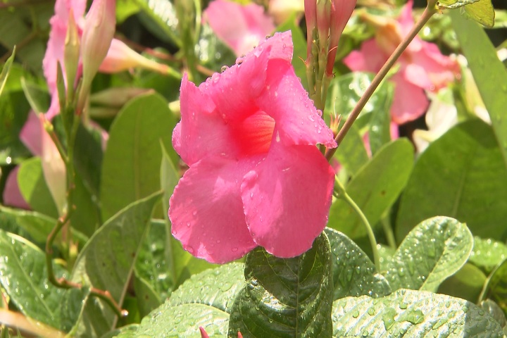 Mandevilla vine brings beautiful blooms all summer