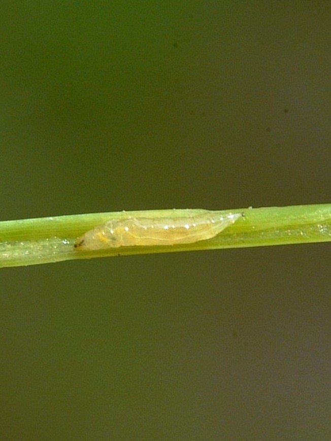 South American Rice Miner