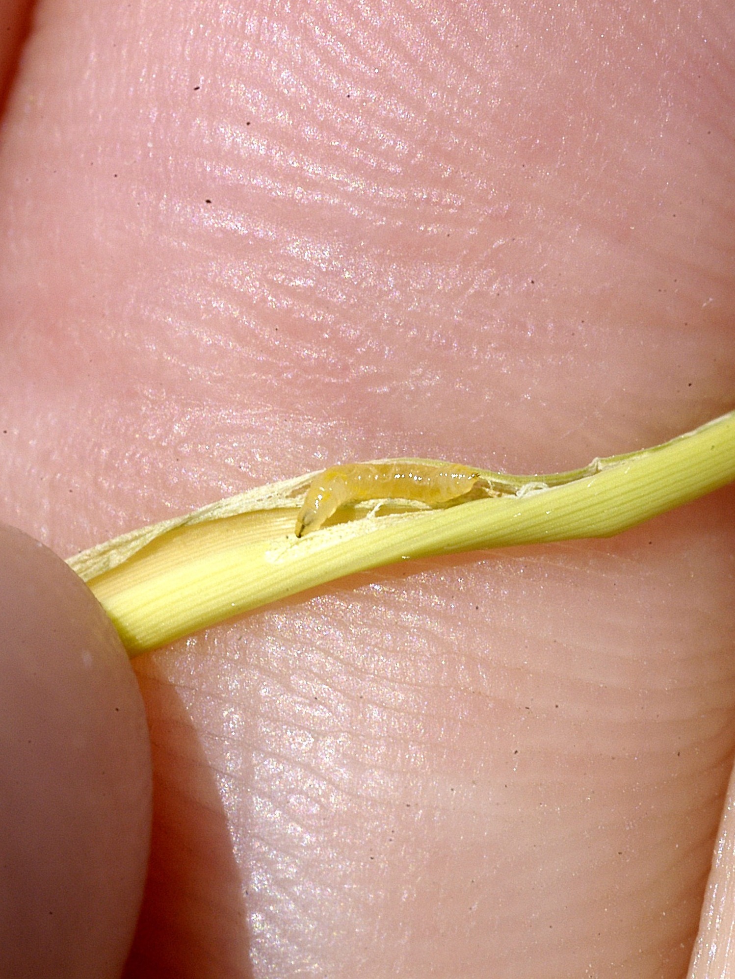 sarm larva
