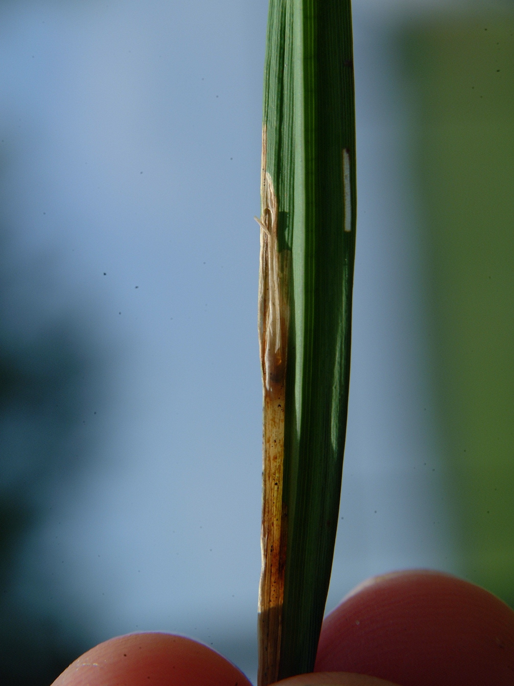 larva injury