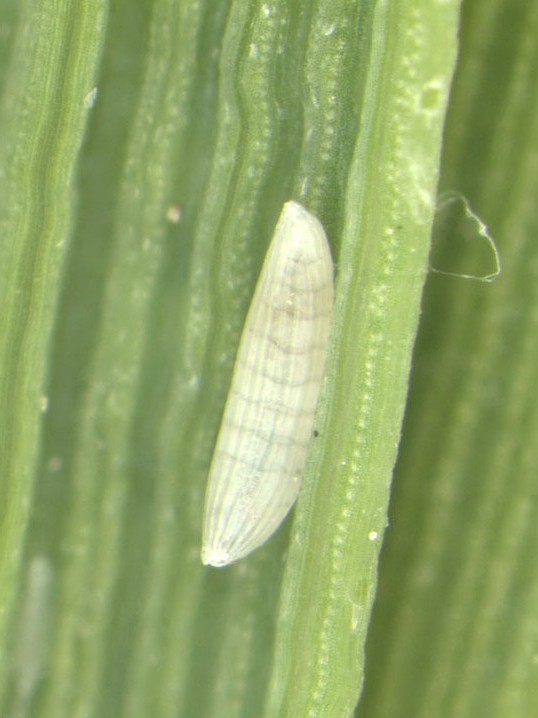 sarm egg