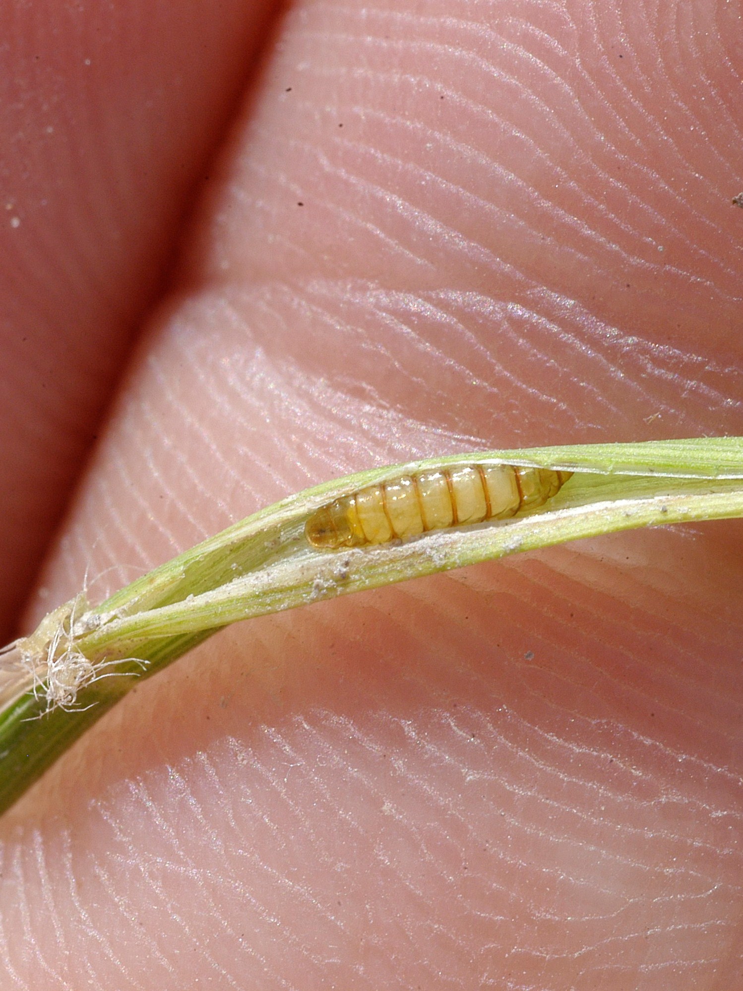 sarm pupa