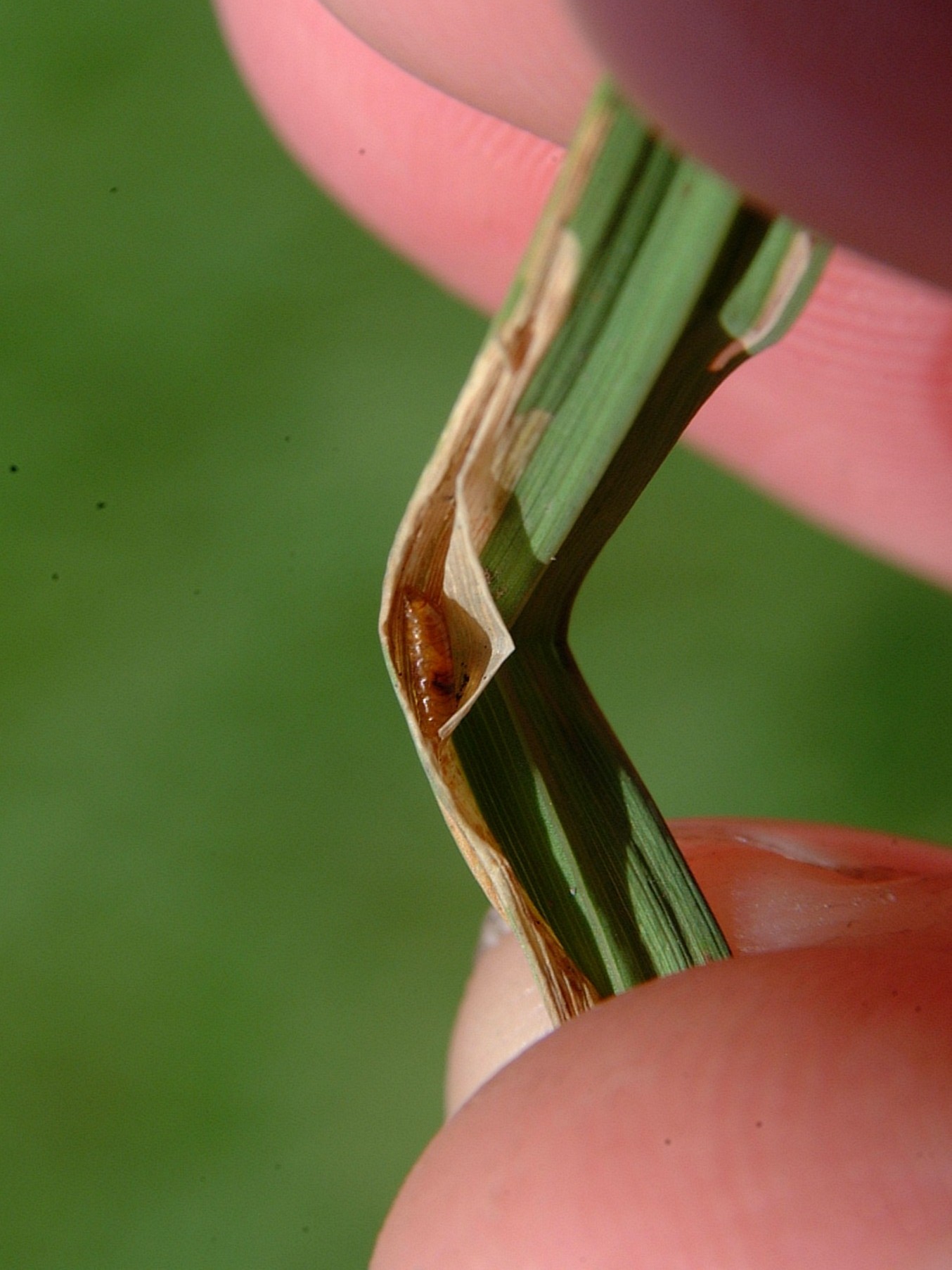 sarm pupa