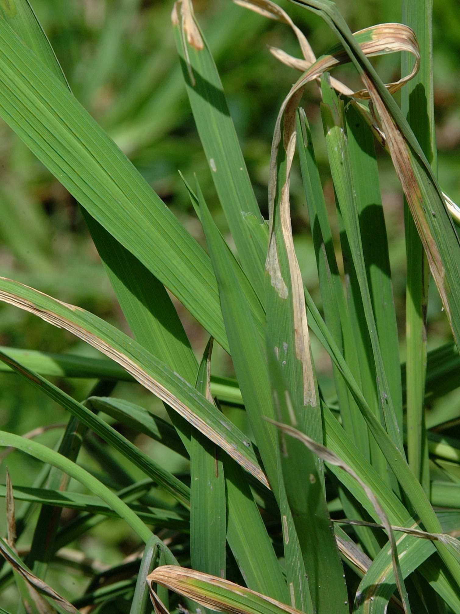 injured plant
