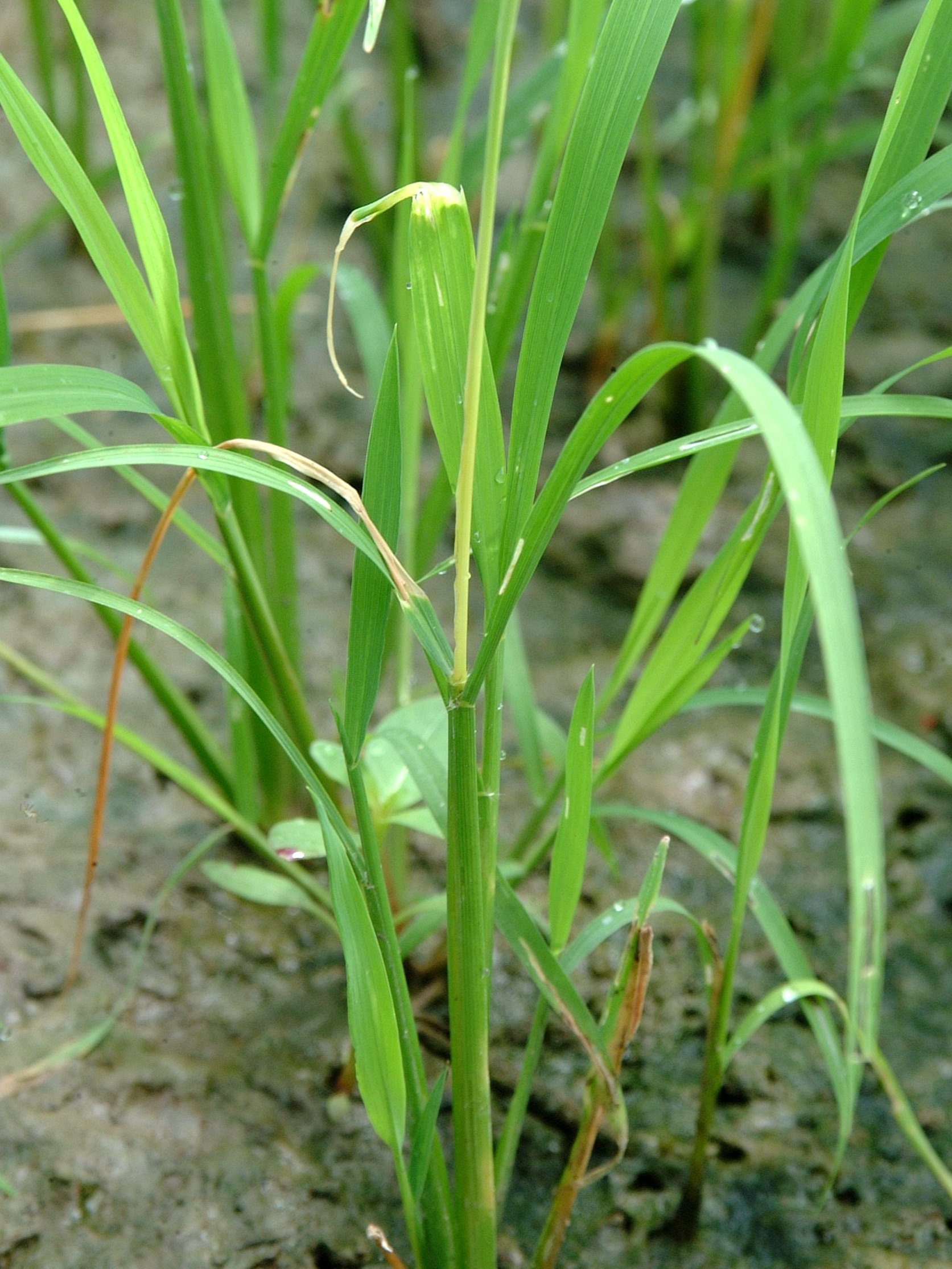 infested plant
