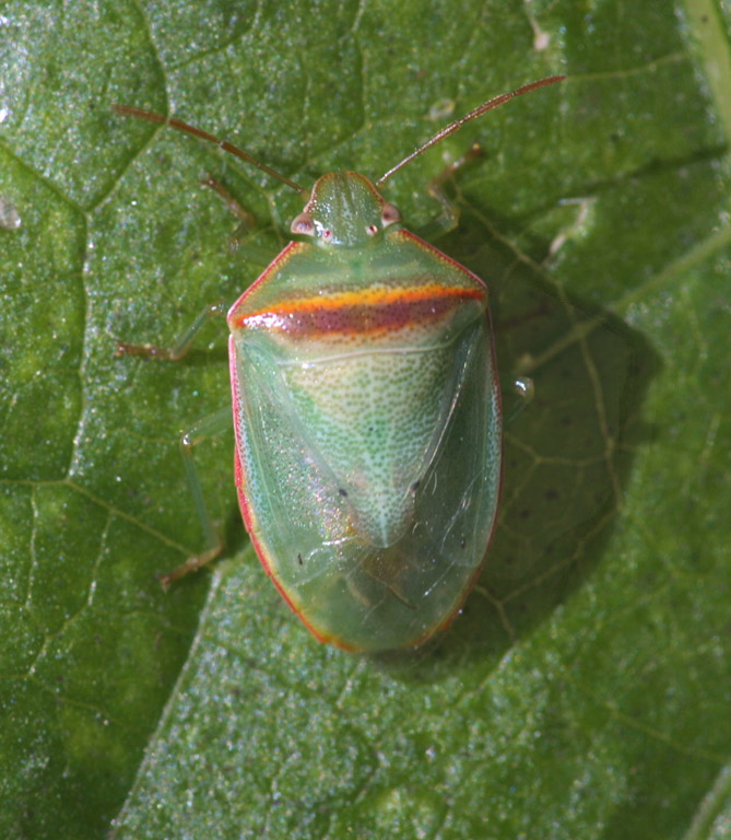  Redbanded stink bug adult on cotton. 