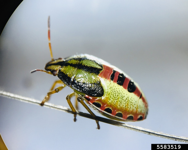 Redbanded stink bug nymph. 