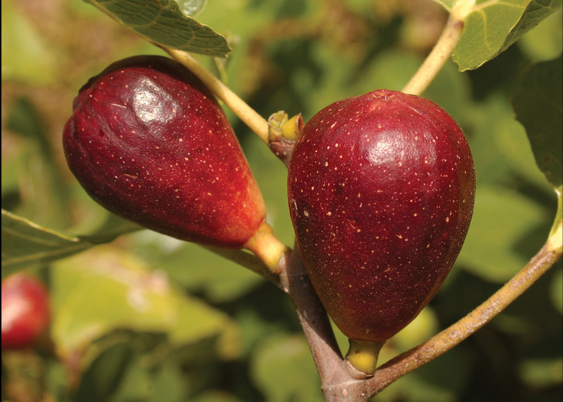 Louisiana Pecan and Fig Production Remain Strong While Peaches Fade