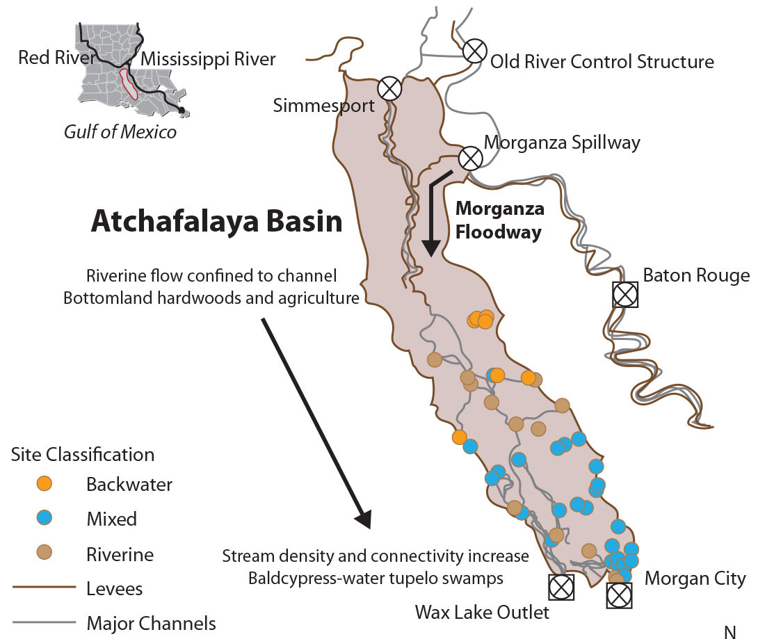 Nutrient Pollution Reduced by Swamps Connected to Rivers