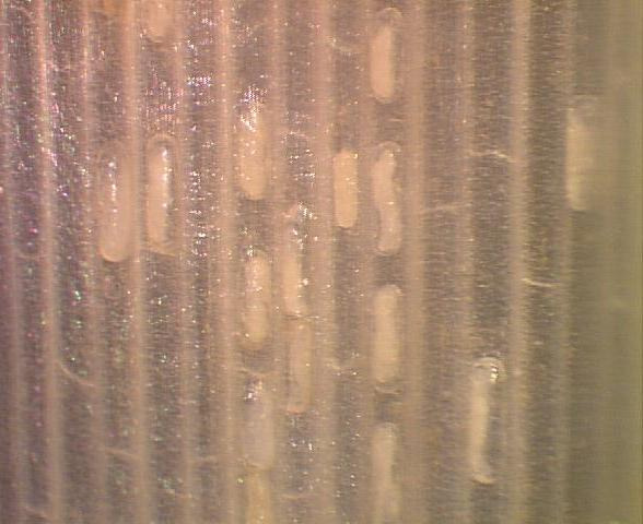 Rice Water Weevil Eggs